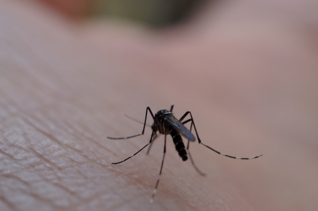 蚊から感染する可能性がある病気